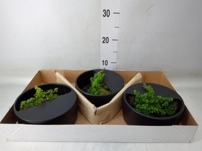 <h4>Arr.   Kamerplant Groen L%</h4>