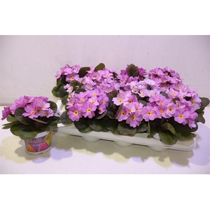 arr8 Prim Ac Obsid Rose A