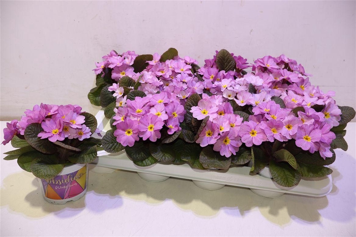 <h4>arr8 Prim Ac Obsid Rose A</h4>