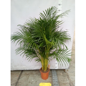 Dypsis lutescens   ...Chrysalidoca