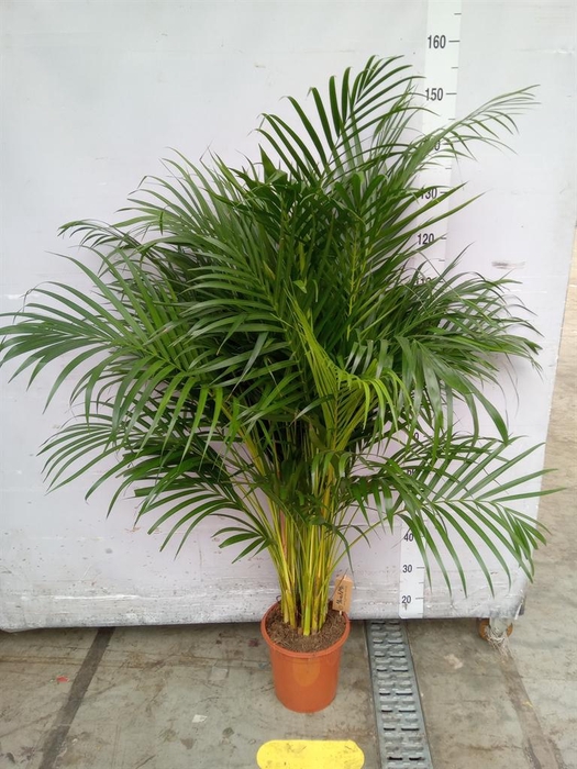 <h4>Dypsis lutescens   ...Chrysalidoca</h4>