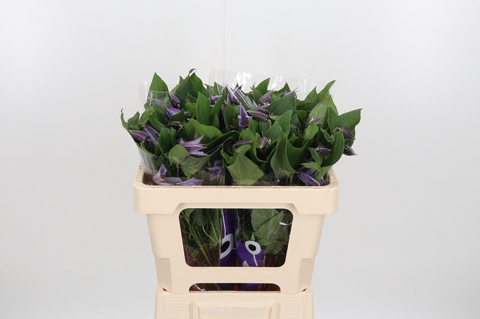 <h4>Clem Star River Lavendel</h4>