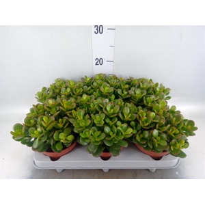 Crassula ovata 'Minor'