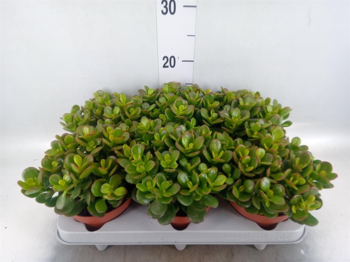 <h4>Crassula ovata 'Minor'</h4>