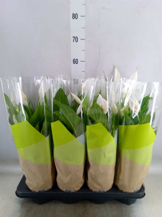 <h4>Spathiphyllum  'Strauss'</h4>