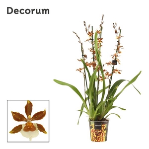 Cambria 4 tak Gold Rush (Decorum)
