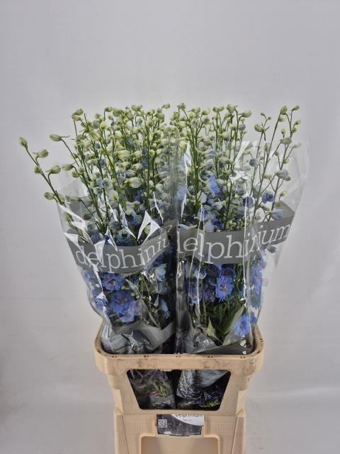<h4>DELPH DU CENT SKYBLU</h4>