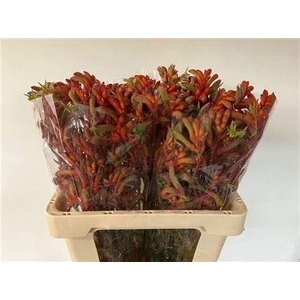 Anigoz Ramp Roy Slav