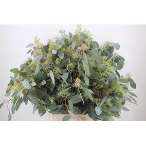 Euca Populus Berry 300gr P Bunch