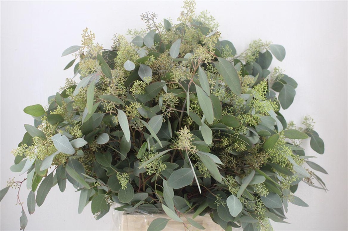 <h4>Euca Populus Berry 300gr P Bunch</h4>