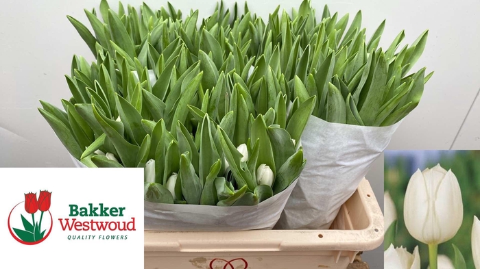 <h4>TU EN ROYAL VIRGIN</h4>