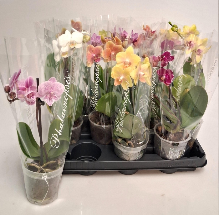 <h4>PHAL GEM 4 KL</h4>