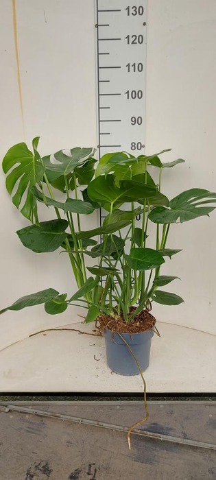 <h4>MONSTERA DELICIOSA</h4>