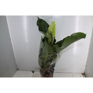 ANTHURIUM SPP P19