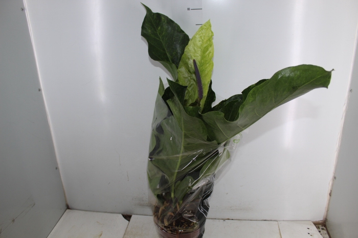 ANTHURIUM SPP P19