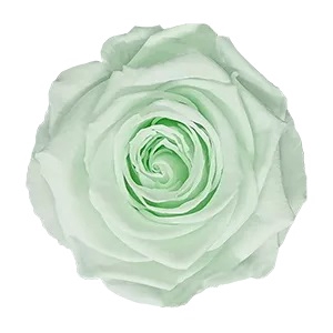 <h4>Roos xl gre-89</h4>