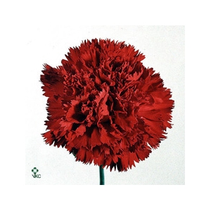 Salix Wilgenkatjes Springmix 52 Cm