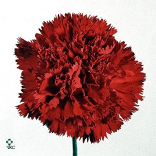 <h4>Salix Wilgenkatjes Springmix 120 Cm</h4>