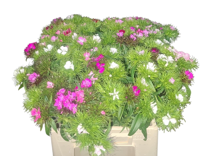 <h4>DI BARB GEM</h4>