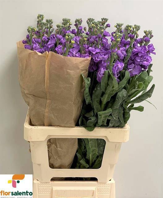 <h4>MATTH IRON BLUE</h4>