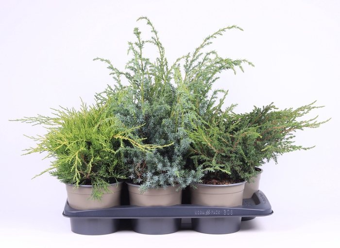 <h4>Juniperus gemengde bak</h4>