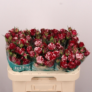 Rosa tros overig