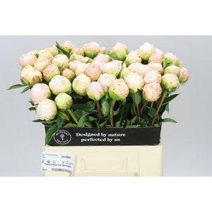 Paeonia M O Barrington