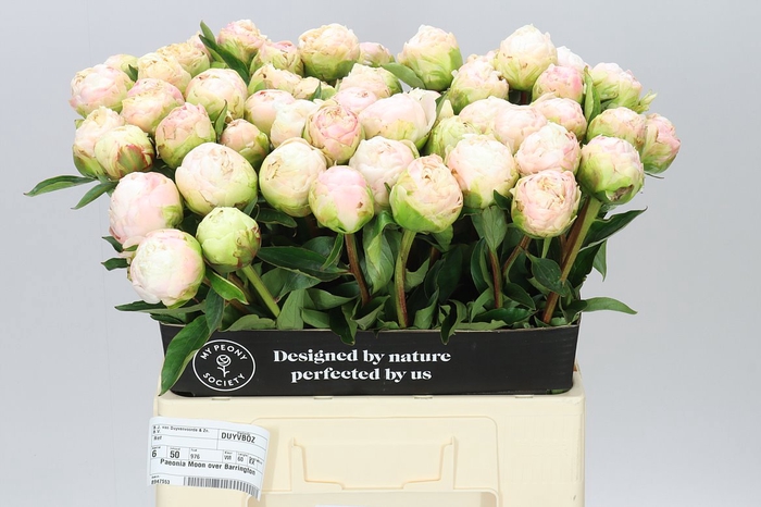 <h4>Paeonia M O Barrington</h4>