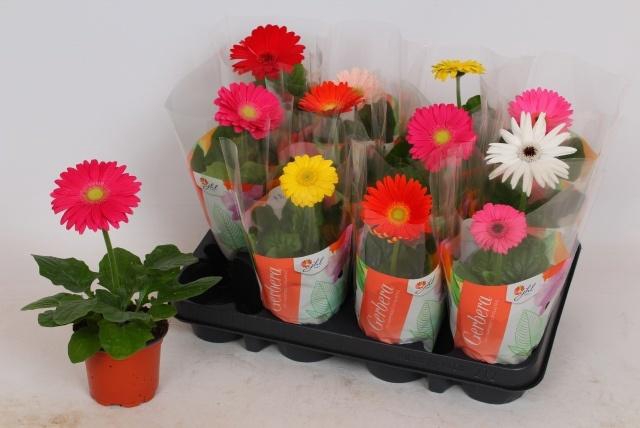 <h4>GER COLOURGAME GEM</h4>