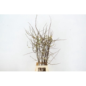 CHAENOMELES APPLE BLOSSOM 120CM