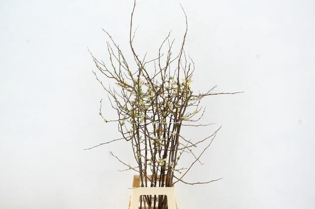 <h4>CHAENOMELES APPLE BLOSSOM 120CM</h4>