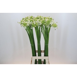 Ornithogalum Saundersiae