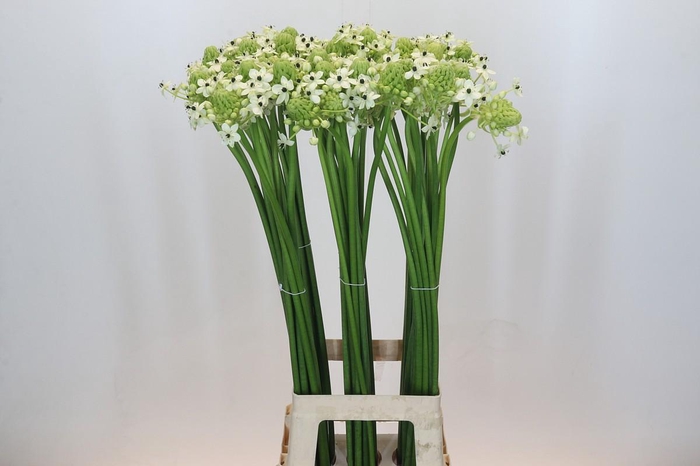 <h4>Ornithogalum Saundersiae</h4>