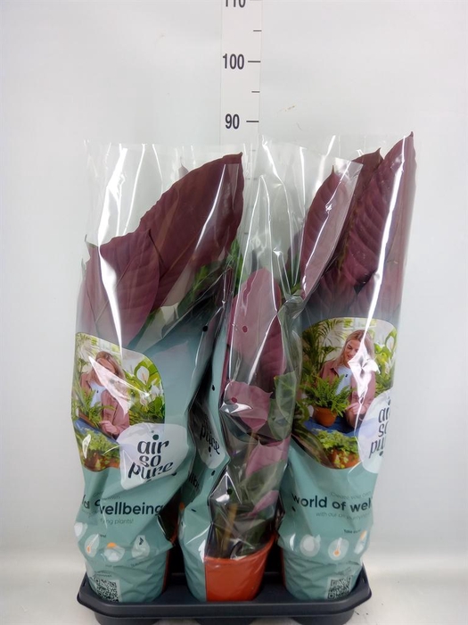 <h4>Calathea warscewiczii</h4>