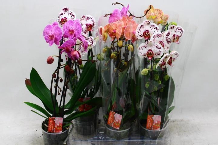 <h4>PHAL EL CASCADE</h4>