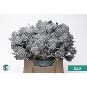 Skimmia paint silver