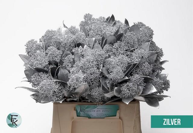 <h4>Skimmia paint silver</h4>