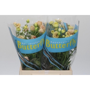 Ranunculus Butterfly Keramos