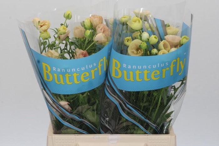 <h4>Ranunculus Butterfly Keramos</h4>