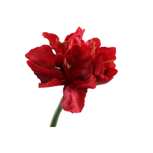 Amaryllis Red