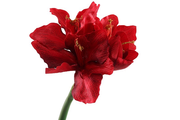 <h4>Amaryllis Red</h4>