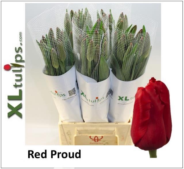 <h4>TU EN RED PROUD</h4>