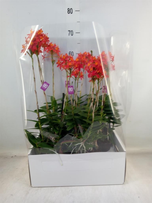 <h4>Epidendrum   ...</h4>