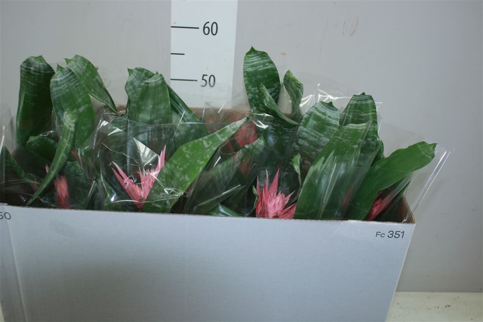 <h4>Aechmea Fa Primera</h4>