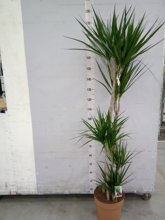 <h4>Dracaena marg.</h4>