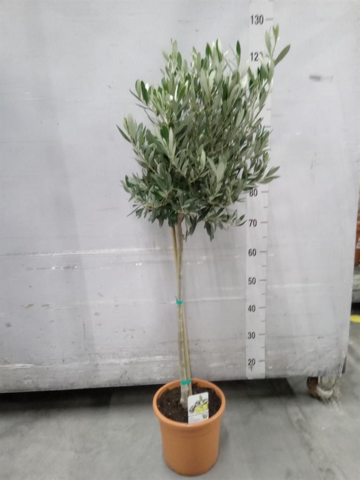 <h4>Olea europaea</h4>