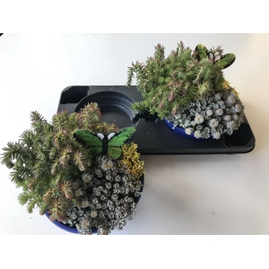 SEDUM OV