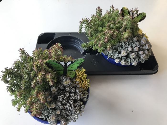 <h4>SEDUM OV</h4>