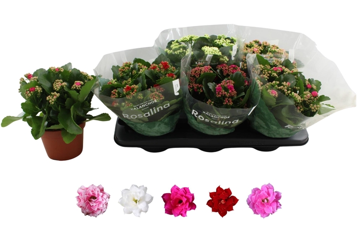 <h4>KAL GE RO GEM 5 KL</h4>