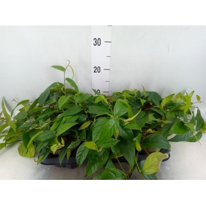 Ficus sagittata